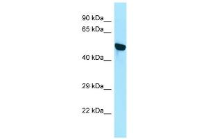 WB Suggested Anti-WDR18 Antibody Titration: 1.