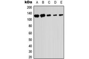 Western blot analysis of SENP6 expression in HEK293T (A), Raw264. (SENP6 anticorps  (C-Term))