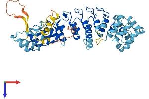 AlphaFold protein structure predicition of Mouse Recombinant Asb10 Protein, UniprotID Q91ZT7