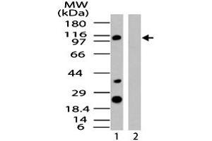 Western blot analysis of human IPO8 in HeLa cell lysate in the 1) absence and 2) presence of immunizing peptide. (Importin 8 anticorps  (AA 850-900))