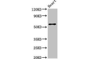 Western Blot Positive WB detected in: Mouse heart tissue All lanes: SLC7A6 antibody at 3 μg/mL Secondary Goat polyclonal to rabbit IgG at 1/50000 dilution Predicted band size: 57 kDa Observed band size: 57 kDa
