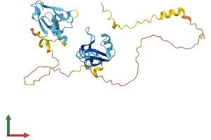 AlphaFold protein structure predicition of Human Recombinant NHERF2 Protein, UniprotID Q15599