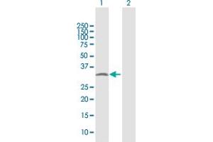 Western Blot analysis of PYCR2 expression in transfected 293T cell line by PYCR2 MaxPab polyclonal antibody.