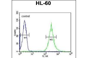 EN Antibody (Center) (ABIN651116 and ABIN2840082) flow cytometric analysis of HL-60 cells (right histogram) compared to a negative control cell (left histogram). (ENPP7 anticorps  (AA 286-313))