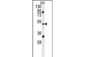 Western blot analysis in 293 cell line lysates (35ug/lane). (ILKAP anticorps  (AA 243-270))