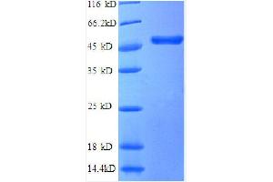 Tumor Necrosis Factor (Ligand) Superfamily, Member 14 (TNFSF14) (AA 1-239), (partial) protein (GST tag)