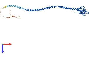 AlphaFold protein structure predicition of Mouse Recombinant Cd207 Protein, UniprotID Q8VBX4