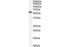ABIN334396 (1µg/ml) staining of Human Lung lysate (35µg protein in RIPA buffer).