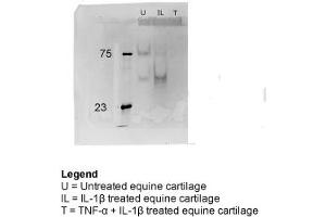 equine cartilage explants (Clusterin anticorps  (C-Term))