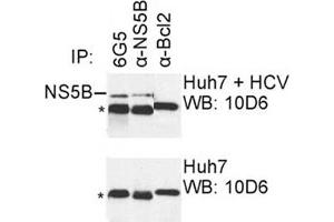 IP was carried out with NS5B specific mAb 6G5 using the lysates of Huh7 cells harboring selectable subgenomic HCV RNA replicon (upper panel) or plain Huh7 cells (lower panel). (HCV 1b NS5B anticorps  (AA 77-86))