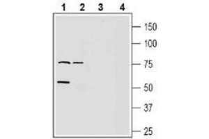 Western blot analysis of mouse brain membranes (lanes 1 and 3) and rat brain membranes (lanes 2 and 4): - 1-2.