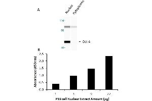 Transcription factor activity assay of Oct4 from nuclear extracts of P19 cells. (OCT4 Kit ELISA)