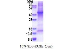 SDS-PAGE (SDS) image for Haptoglobin (HP) (AA 19-347) protein (His tag) (ABIN5853595)