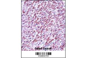 SMAD3 Antibody immunohistochemistry analysis in formalin fixed and paraffin embedded human heart tissue followed by peroxidase conjugation of the secondary antibody and DAB staining. (SMAD3 anticorps  (AA 127-156))