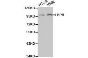 Western Blotting (WB) image for anti-Leptin Receptor (LEPR) antibody (ABIN1873534) (Leptin Receptor anticorps)