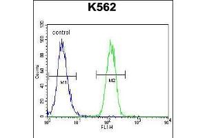 Flow cytometric analysis of K562 cells (right histogram) compared to a negative control cell (left histogram). (FOXI3 anticorps  (AA 157-186))