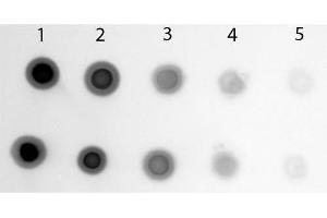 Dot Blot of Sheep anti-Cyanine Antibody Alkaline Phosphatase Conjugated.