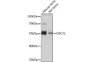 Western blot analysis of extracts of various cell lines, using OXCT2 Rabbit pAb (ABIN7265333) at 1:1000 dilution. (OXCT2 anticorps  (AA 430-510))
