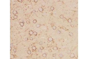 IHC-F staining of mouse brain tissue (Kv2.1/KCNB1 anticorps  (AA 687-858))