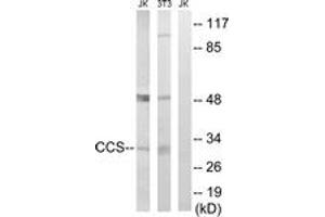 Western blot analysis of extracts from NIH-3T3/Jurkat cells, using CCS Antibody. (Superoxide dismutase copper chaperone anticorps  (AA 225-274))