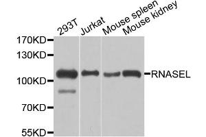 Western blot analysis of extracts of various cell lines, using RNASEL antibody.