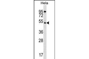 AKT1 Antibody (N-term) (ABIN391212 and ABIN2841290) western blot analysis in Hela cell line lysates (35 μg/lane).