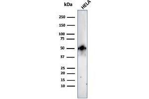 Western Blot Analysis of HeLa cell lysate using FOXA1 Rabbit Recombinant Monoclonal Antibody (FOXA1/2230R). (Recombinant FOXA1 anticorps  (AA 372-472))