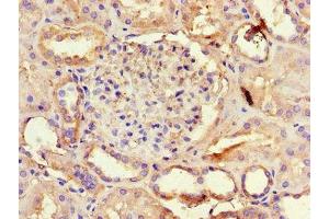Immunohistochemistry of paraffin-embedded human kidney tissue using ABIN7144511 at dilution of 1:100 (AQP3 anticorps  (AA 210-244))