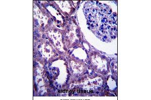 E Antibody (C-term) (ABIN657504 and ABIN2846529) immunohistochemistry analysis in formalin fixed and paraffin embedded human kidney tissue followed by peroxidase conjugation of the secondary antibody and DAB staining. (EMP2 anticorps  (C-Term))