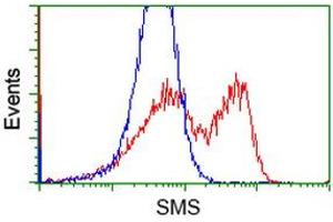 Image no. 5 for anti-Spermine Synthase, SMS (SMS) antibody (ABIN1501092) (SMS anticorps)
