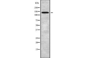 Western blot analysis of ATP2B2 using COLO205 whole cell lysates (ATP2B2 anticorps  (N-Term))