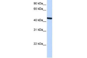 ZCCHC3 antibody used at 0. (ZCCHC3 anticorps  (Middle Region))
