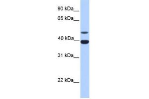 Inhibin Alpha antibody used at 1 ug/ml to detect target protein. (Inhibin alpha anticorps  (N-Term))