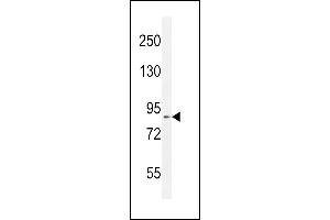 DDX11 Antibody (Center) (ABIN654411 and ABIN2844149) western blot analysis in mouse Neuro-2a cell line lysates (35 μg/lane). (DDX11 anticorps  (AA 656-683))