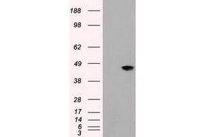 Image no. 3 for anti-Mitogen-Activated Protein Kinase 8 (MAPK8) (AA 1-384) antibody (ABIN1490767) (JNK anticorps  (AA 1-384))