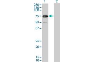 Western Blot analysis of GYG2 expression in transfected 293T cell line by GYG2 monoclonal antibody (M04), clone 3D10. (Glycogenin 2 anticorps  (AA 392-501))