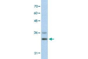 Western Blot analysis of HepG2 cell lysate with FOXQ1 polyclonal antibody  at 0. (FOXQ1 anticorps  (N-Term))
