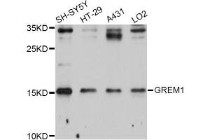 Western blot analysis of extracts of various cell lines, using GREM1 Antibody (ABIN5997838) at 1/1000 dilution. (GREM1 anticorps)