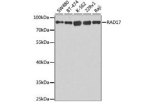 Western blot analysis of extracts of various cell lines, using RAD17 antibody. (RAD17 anticorps  (AA 391-670))