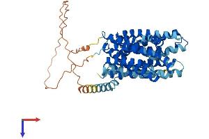 AlphaFold protein structure predicition of Human Recombinant SLC16A4 Protein, UniprotID O15374