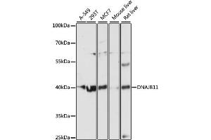 Western blot analysis of extracts of various cell lines, using DN antibody (ABIN6127810, ABIN6139703, ABIN6139704 and ABIN6216724) at 1:3000 dilution. (DNAJB11 anticorps  (AA 89-358))