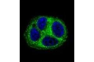 Confocal immunofluorescent analysis of QTRTD1 Antibody (C-term) Cat.