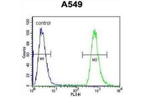 Flow cytometric analysis of A549 cells using NEU2 Antibody (N-term) Cat. (NEU2 anticorps  (N-Term))