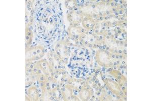 Immunohistochemistry of paraffin-embedded rat kidney using ENPEP antibody  at dilution of 1:200 (40x lens).