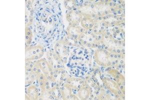 Immunohistochemistry of paraffin-embedded rat kidney using ENPEP antibody  at dilution of 1:200 (40x lens). (ENPEP anticorps  (AA 708-957))