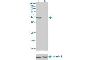 Western blot analysis of DDX6 over-expressed 293 cell line, cotransfected with DDX6 Validated Chimera RNAi (Lane 2) or non-transfected control (Lane 1). (DDX6 anticorps  (AA 1-483))