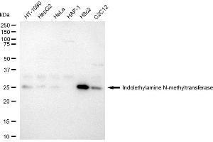 anti-Indolethylamine N-Methyltransferase (INMT) antibody