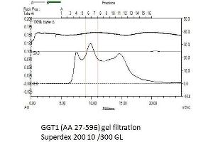 Size-exclusion chromatography-High Pressure Liquid Chromatography (SEC-HPLC) image for gamma Glutamyltransferase 1 (GGT1) (AA 27-569) protein (His tag) (ABIN3113071) (GGT1 Protein (AA 27-569) (His tag))