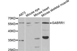 Western blot analysis of extracts of various cell lines, using GABRR1 antibody. (GABRR1 anticorps)