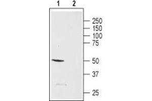 Western blot analysis of rat brain membrane: - 1. (NPY5R anticorps  (3rd Intracellular Loop))